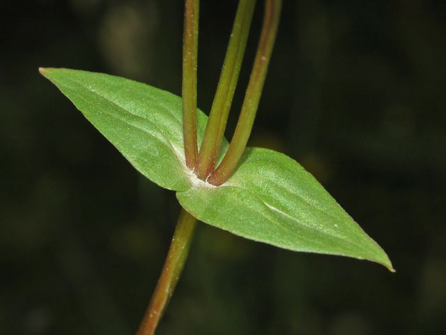 Gentianella campestris / Genzianella campestre